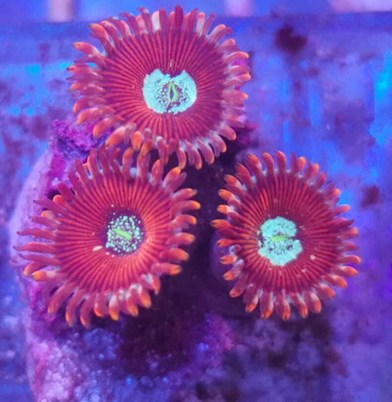 Zoas kaufen