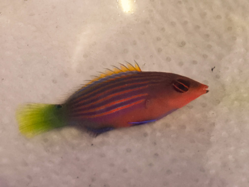 Pseudocheilinus Hexataenia SechsstreifenLippfisch