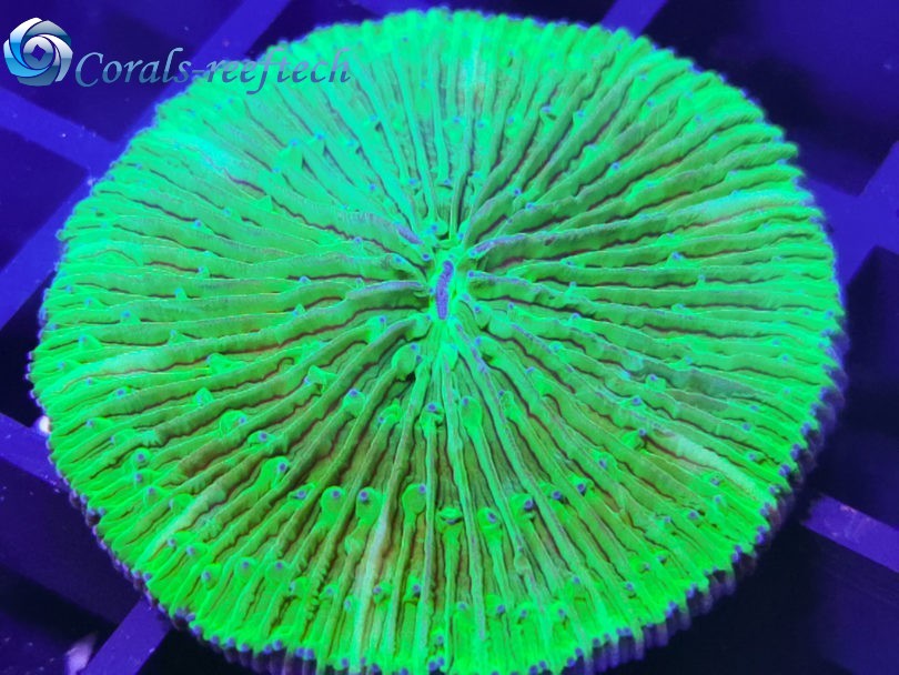 Fungia ultra green