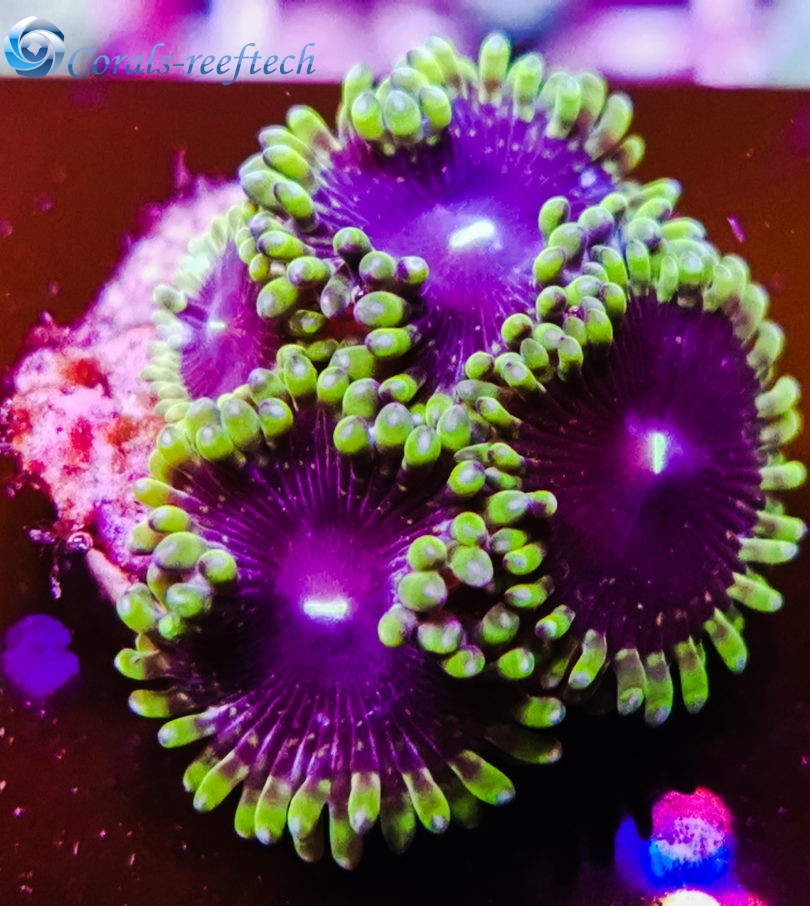 Zoas CB Black Space Monster