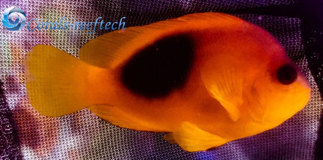 Glühkohlen-Anemonenfisch