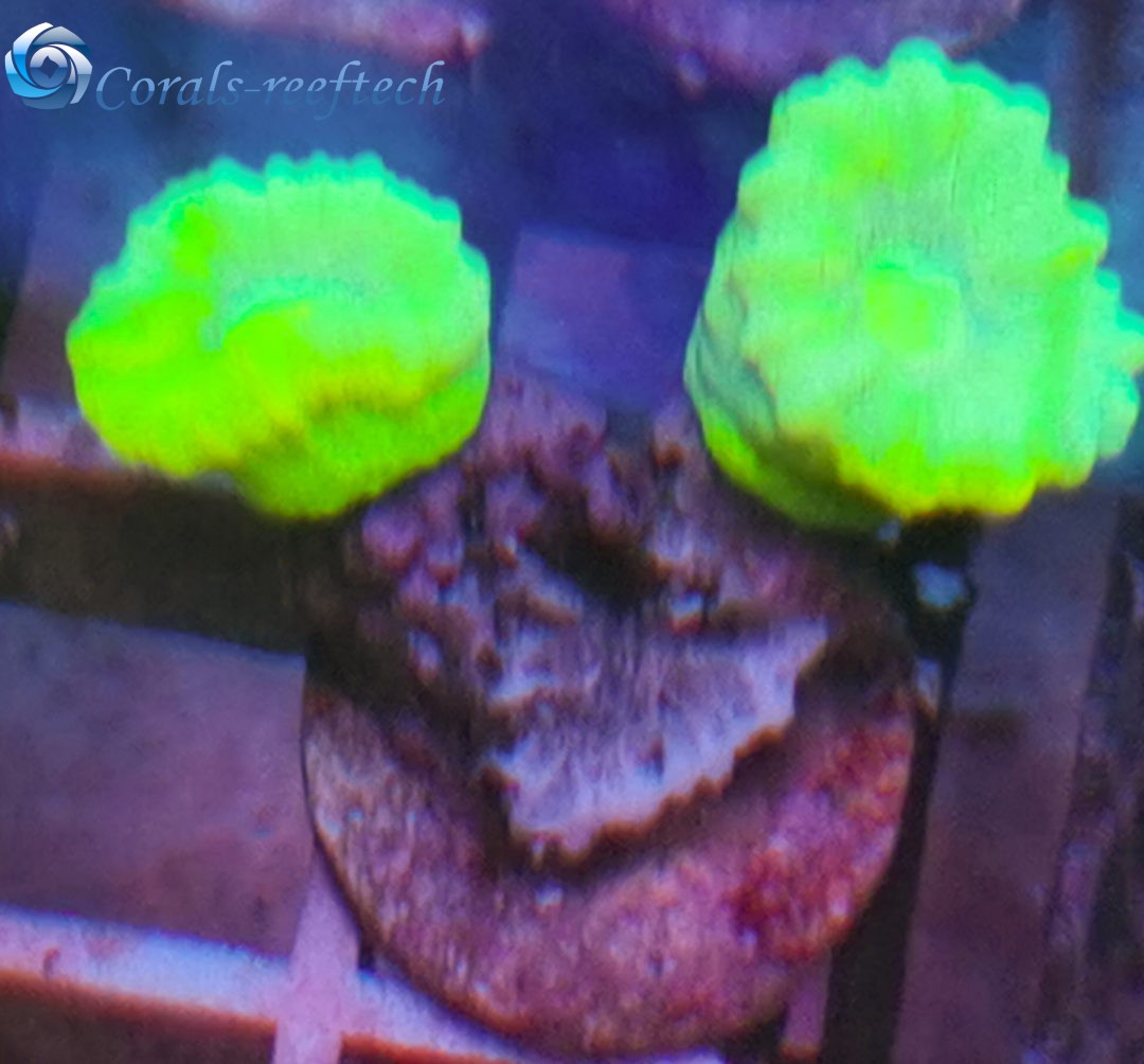Caulastrea ultra green WYSIWYG