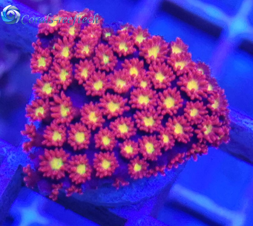 Goniopora kaufen