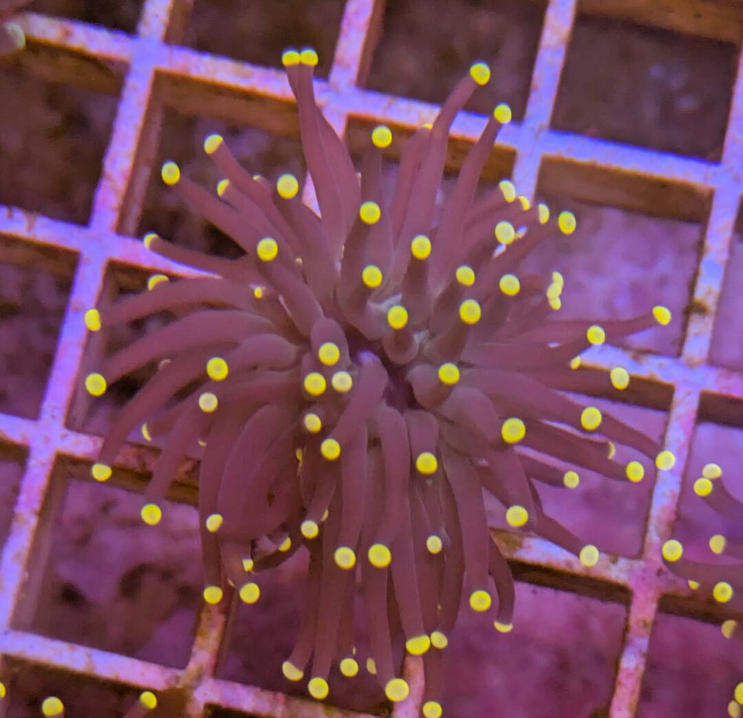 Euphyllia Glabrescens kaufen