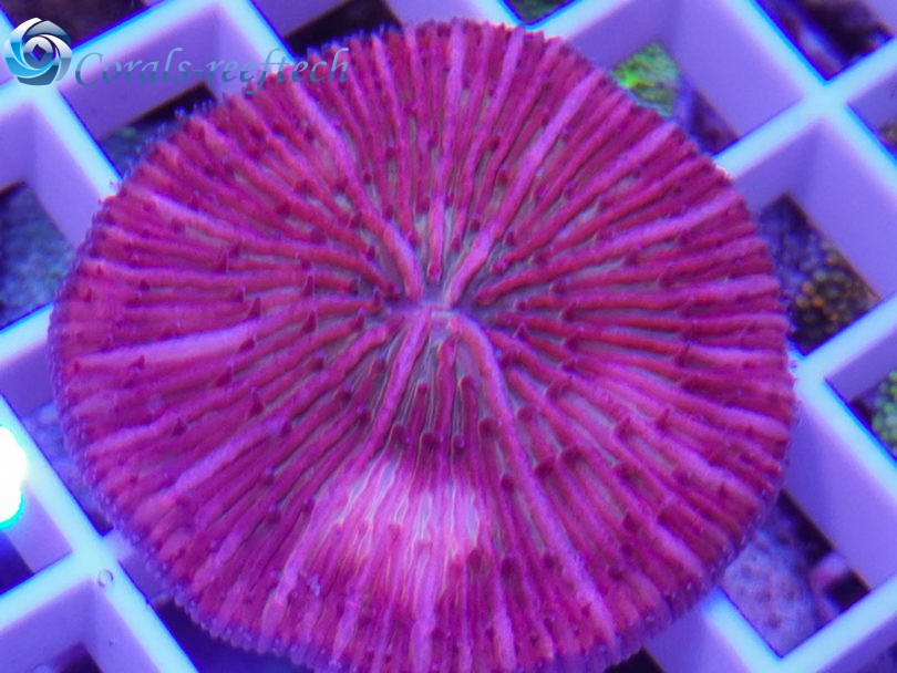 Fungia ultra multicolor