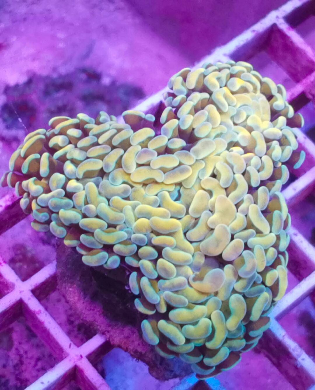 Euphyllia ancora gold kaufen