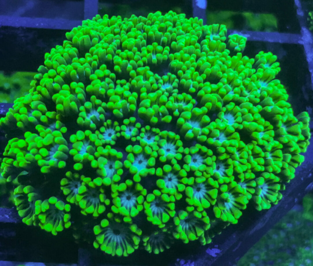 Alveopora multicolor