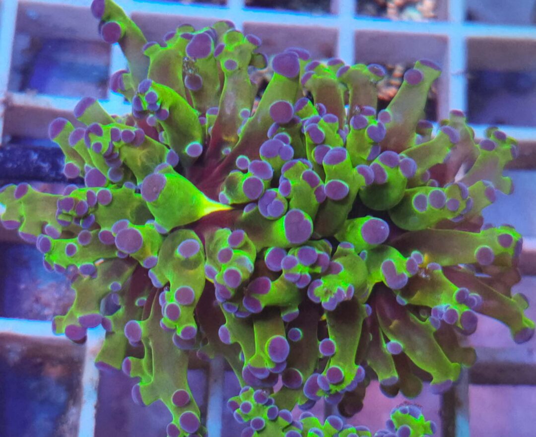 Euphyllia Divisa ultra green WYSIWYG