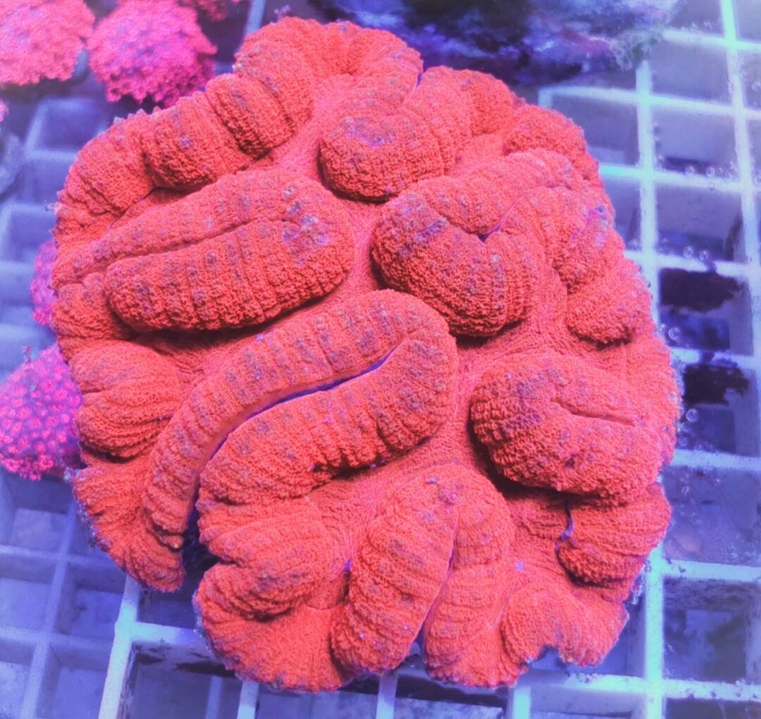 Symphyllia ultra red