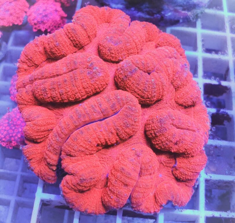 Symphyllia ultra red