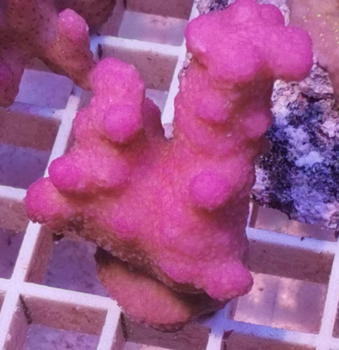 Stylophora ultra pink WYSIWYG
