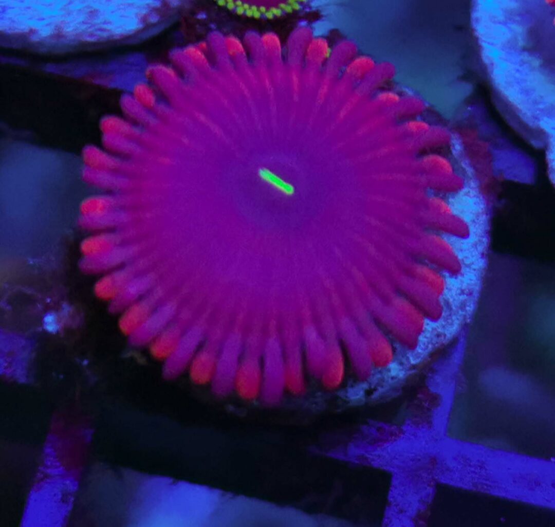 Zoas Red People Eater
