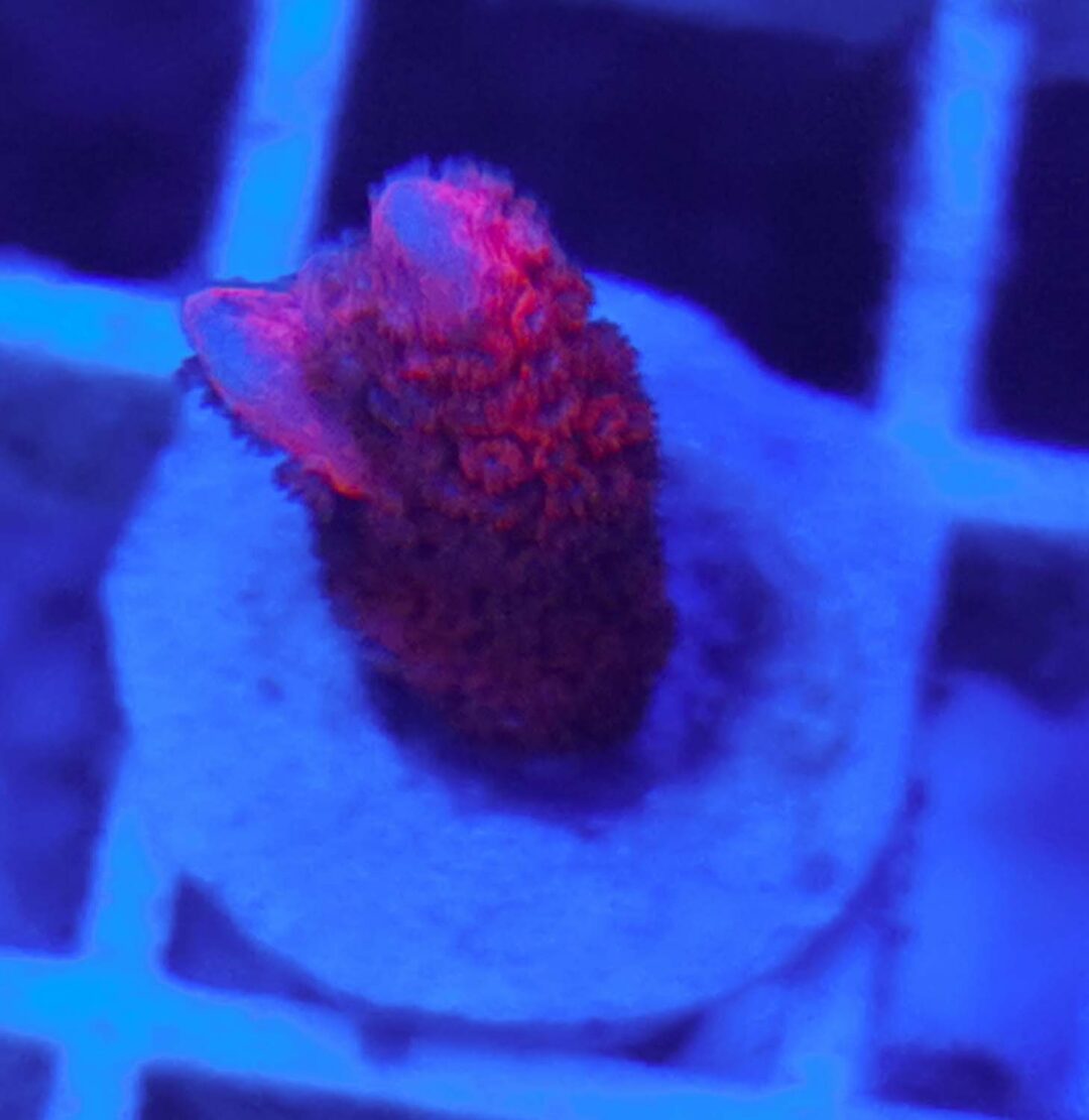 Montipora ultra red