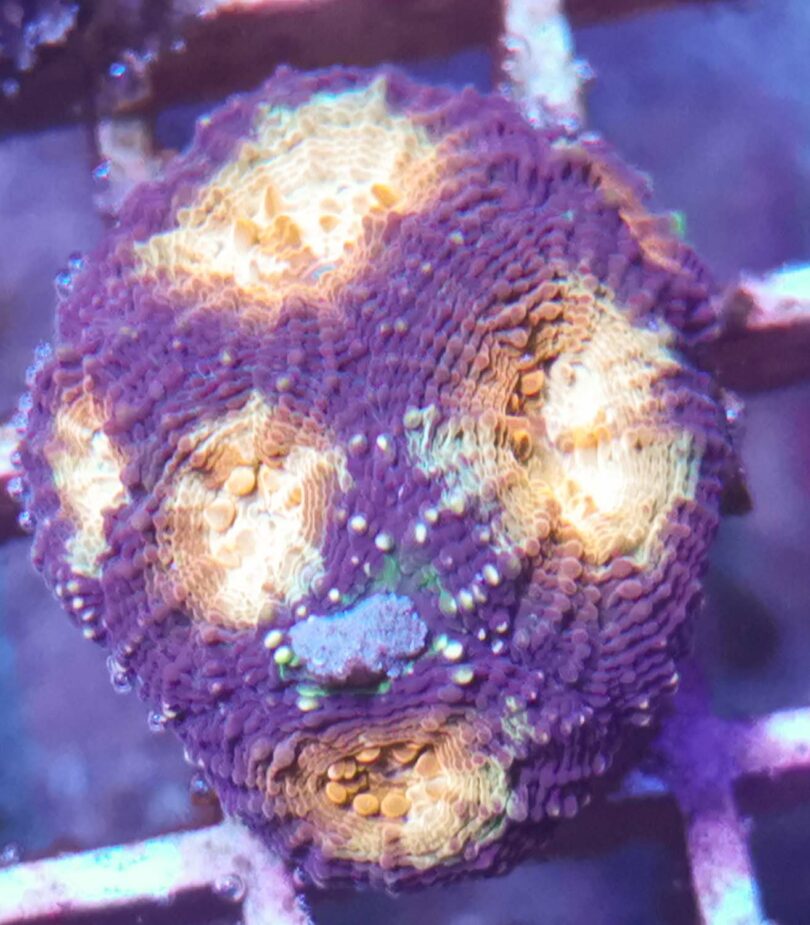 Acanthastrea kaufen