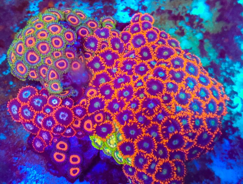 Zoas kaufen