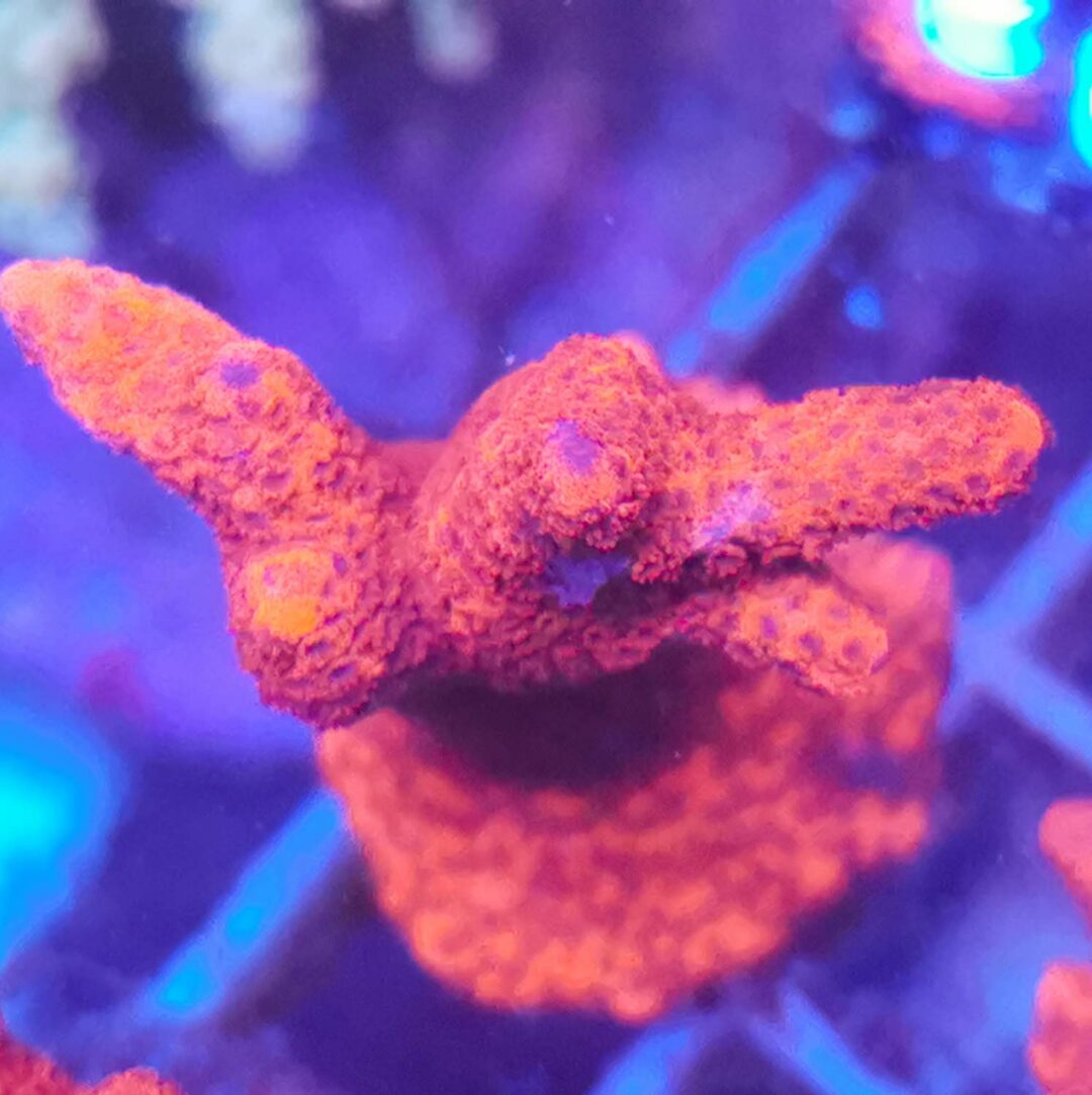Montipora kaufen