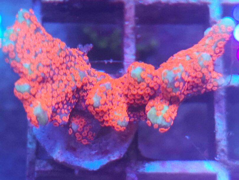 Montipora Bubblegum buy