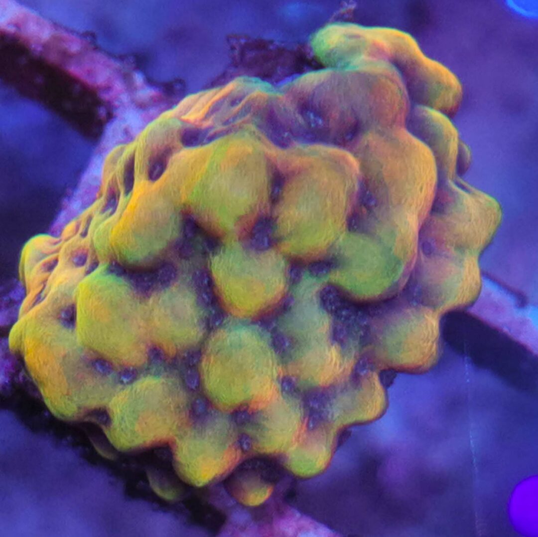 Montipora crazy t buy