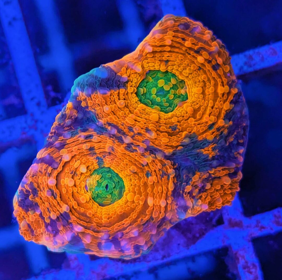 Acanthastrea echinata ultra orage