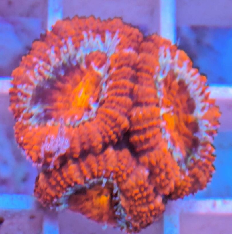 Acanthastrea Lordhowensis ultra red