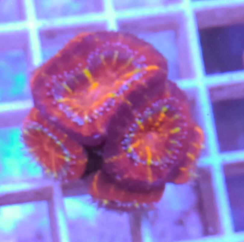 Acanthastrea buy