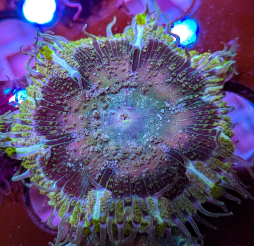 Rock anemone kaufen