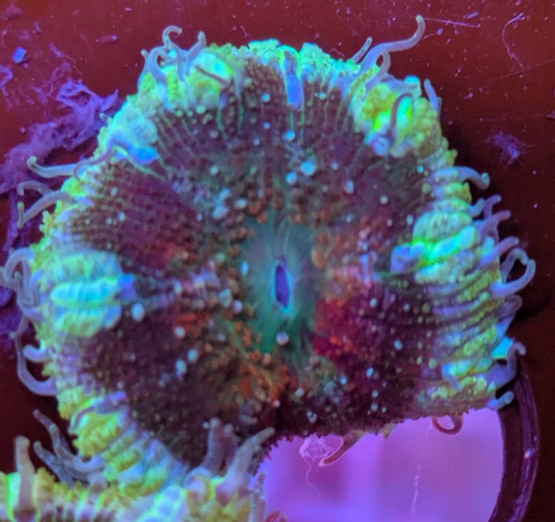 Rock anemone kaufen